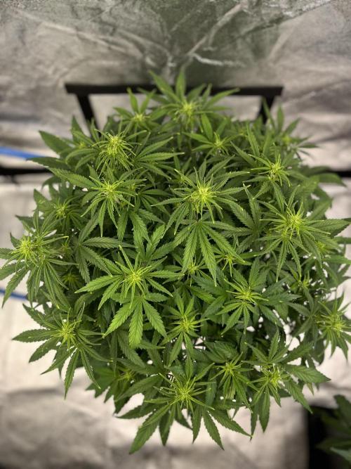 AutoFlowering_DLI_Autopot_20/4h. Week 7