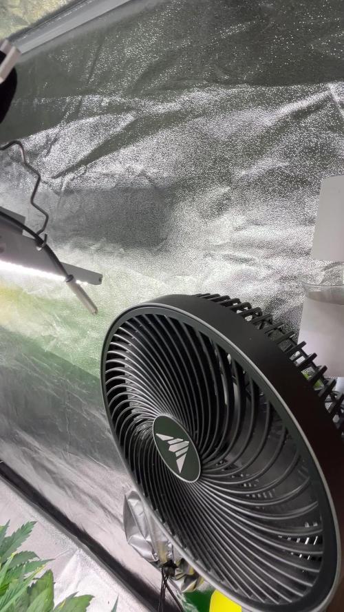 AutoFlowering_DLI_Autopot_20/4h