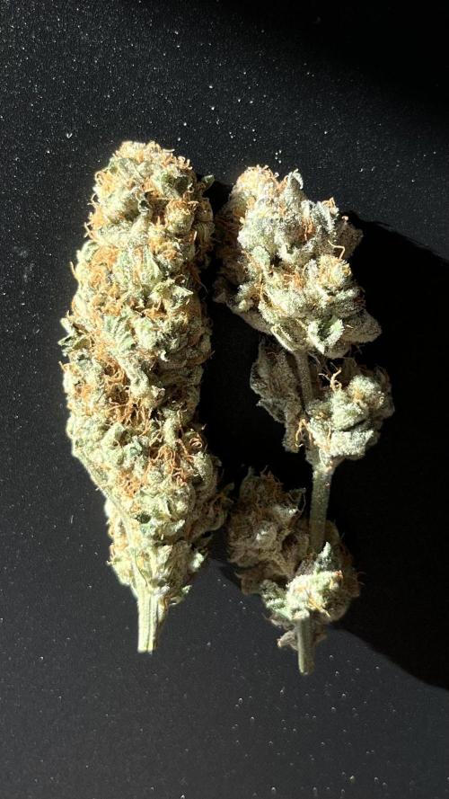 COCO_FAST&SWEET_Buds-3round. Week 14