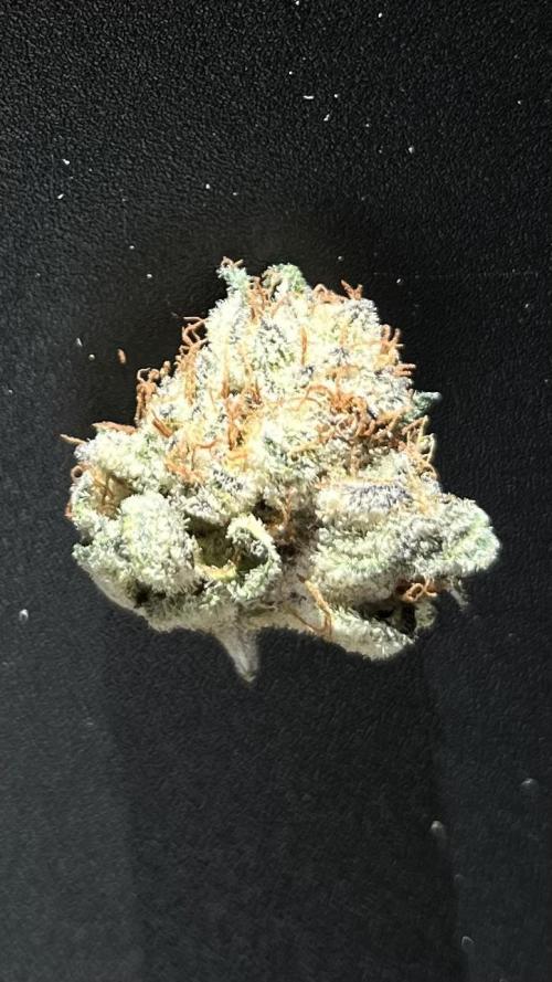 COCO_FAST&SWEET_Buds-3round. Week 14