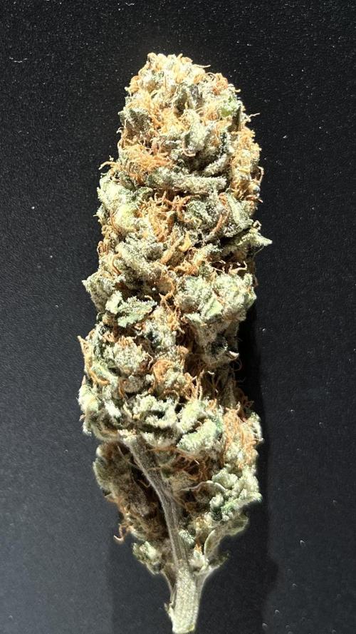 COCO_FAST&SWEET_Buds-3round. Week 14