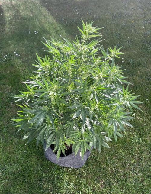 +Speed Auto 3G. Outdoor. Week 2