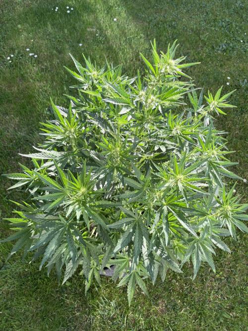 +Speed Auto 3G. Outdoor. Week 2