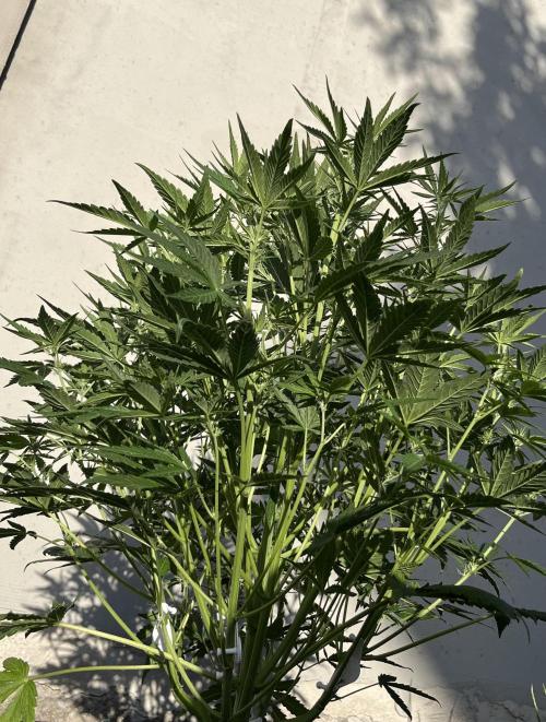 +Speed Auto 3G. Outdoor. Week 2