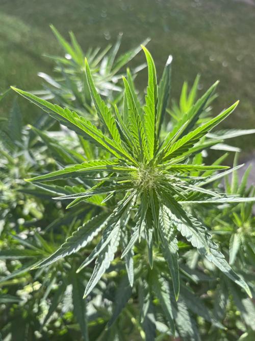 +Speed Auto 3G. Outdoor. Week 2