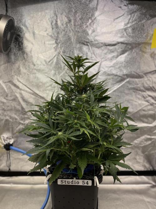 Six-Pack Autos: The Multi-Strain Run. Week 8