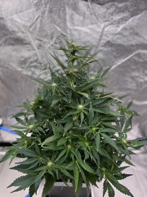 Six-Pack Autos: The Multi-Strain Run. Week 8