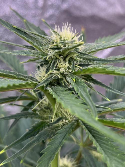 Six-Pack Autos: The Multi-Strain Run. Week 8