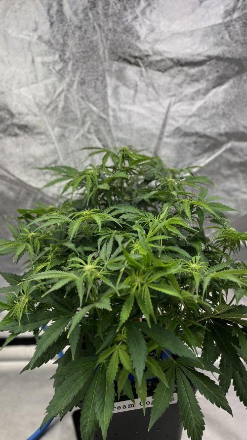 Six-Pack Autos: The Multi-Strain Run. Week 8