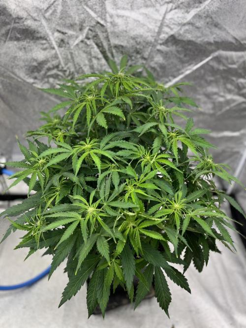 Six-Pack Autos: The Multi-Strain Run. Week 8