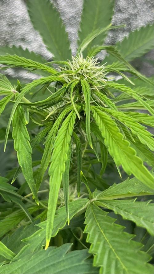 Six-Pack Autos: The Multi-Strain Run. Week 8