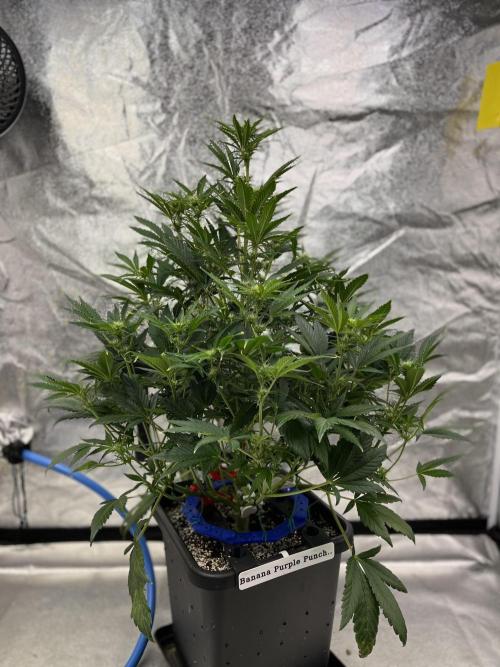Six-Pack Autos: The Multi-Strain Run. Week 8