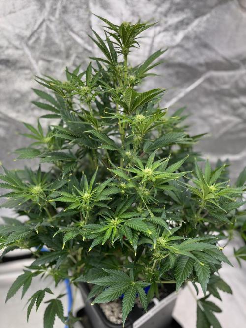 Six-Pack Autos: The Multi-Strain Run. Week 8