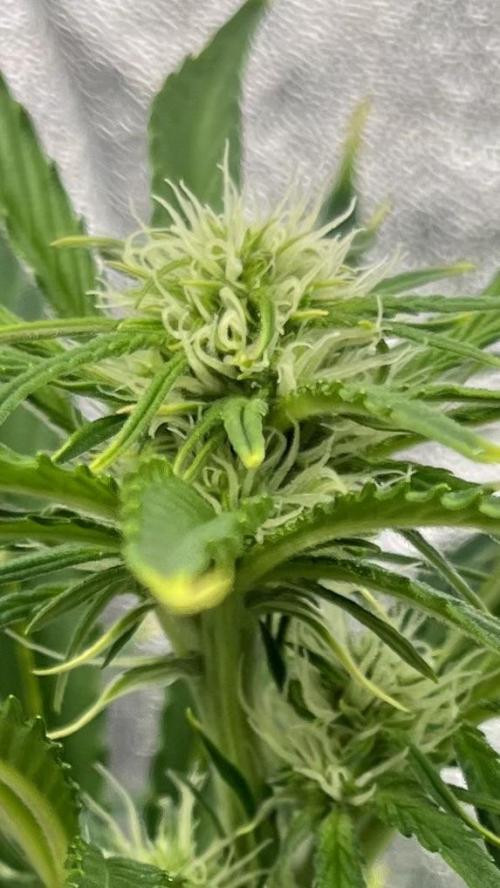 Six-Pack Autos: The Multi-Strain Run. Week 8
