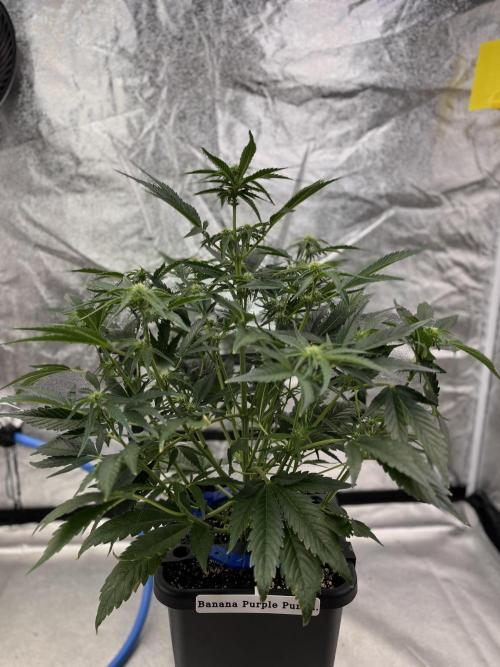 Six-Pack Autos: The Multi-Strain Run. Week 8
