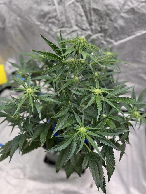 Six-Pack Autos: The Multi-Strain Run. Week 8