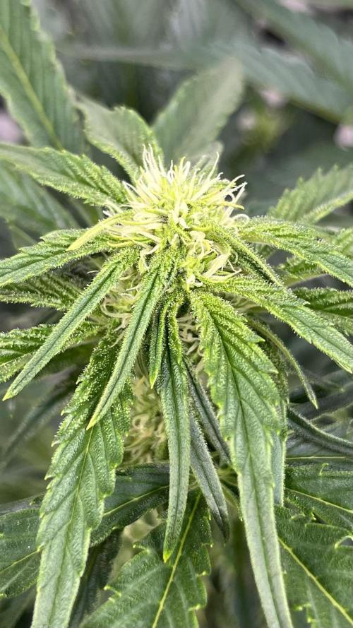 Six-Pack Autos: The Multi-Strain Run. Week 8