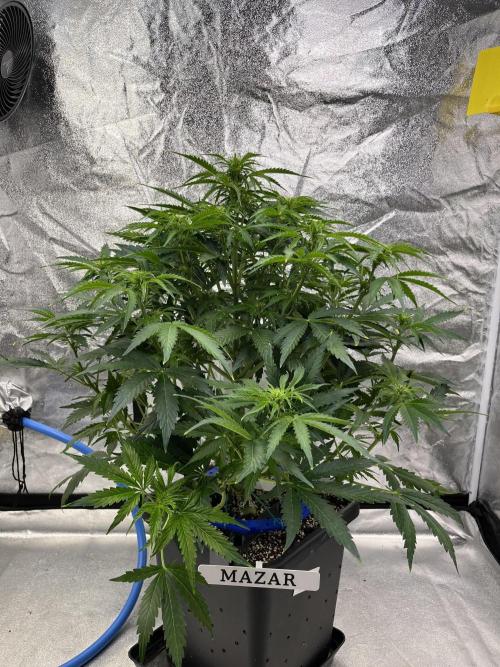 Six-Pack Autos: The Multi-Strain Run. Week 8