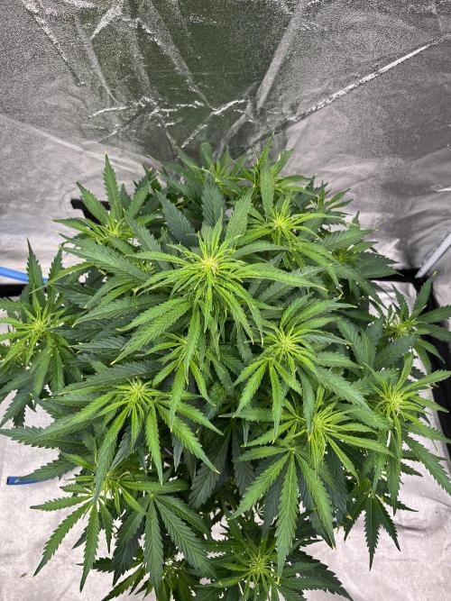 Six-Pack Autos: The Multi-Strain Run. Week 8