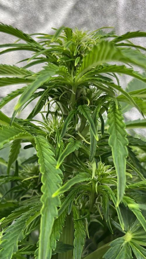 Six-Pack Autos: The Multi-Strain Run. Week 8