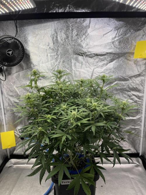 Six-Pack Autos: The Multi-Strain Run. Week 8