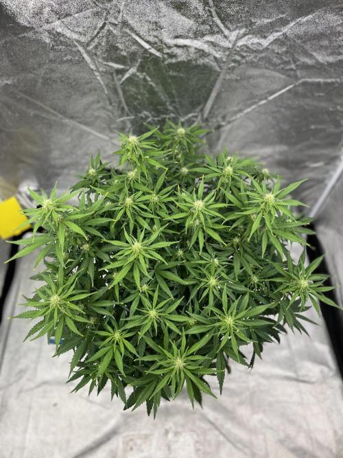 Six-Pack Autos: The Multi-Strain Run. Week 8