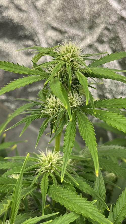 Six-Pack Autos: The Multi-Strain Run. Week 8