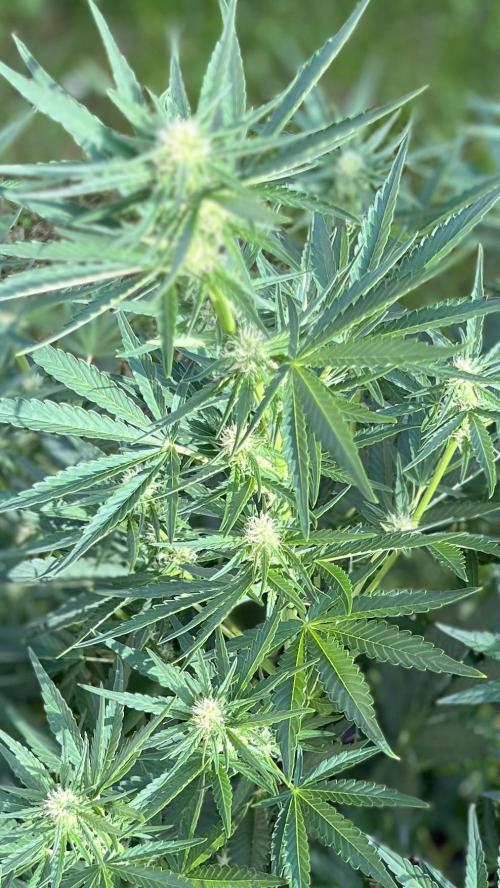 +Speed Auto 3G. Outdoor. Week 3
