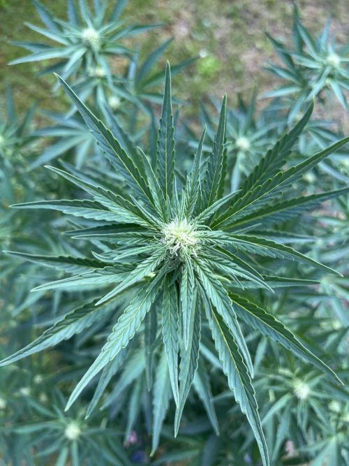 +Speed Auto 3G. Outdoor. Week 3
