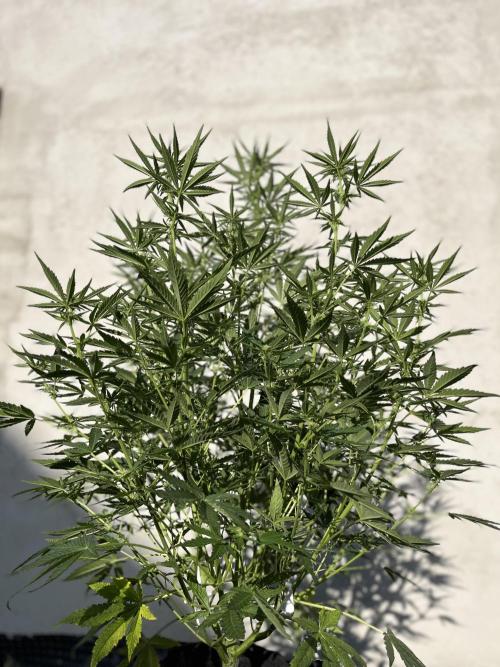 +Speed Auto 3G. Outdoor. Week 3