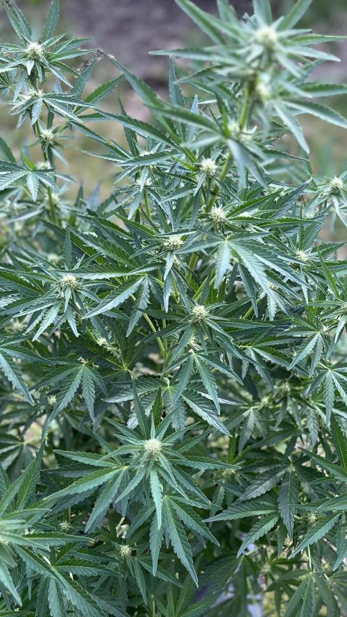 +Speed Auto 3G. Outdoor. Week 3