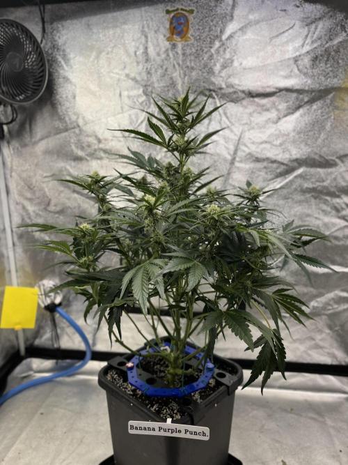 Six-Pack Autos: The Multi-Strain Run. Week 9