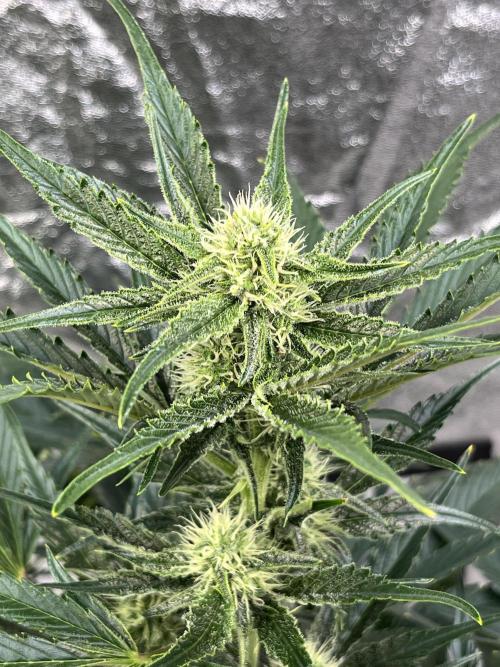 Six-Pack Autos: The Multi-Strain Run. Week 9
