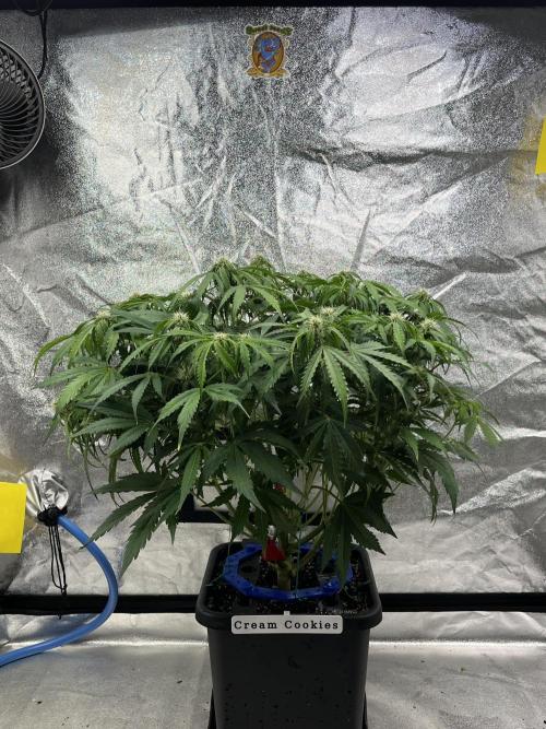 Six-Pack Autos: The Multi-Strain Run. Week 9