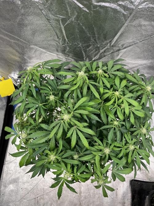 Six-Pack Autos: The Multi-Strain Run. Week 9