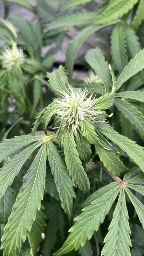 Six-Pack Autos: The Multi-Strain Run. Week 9