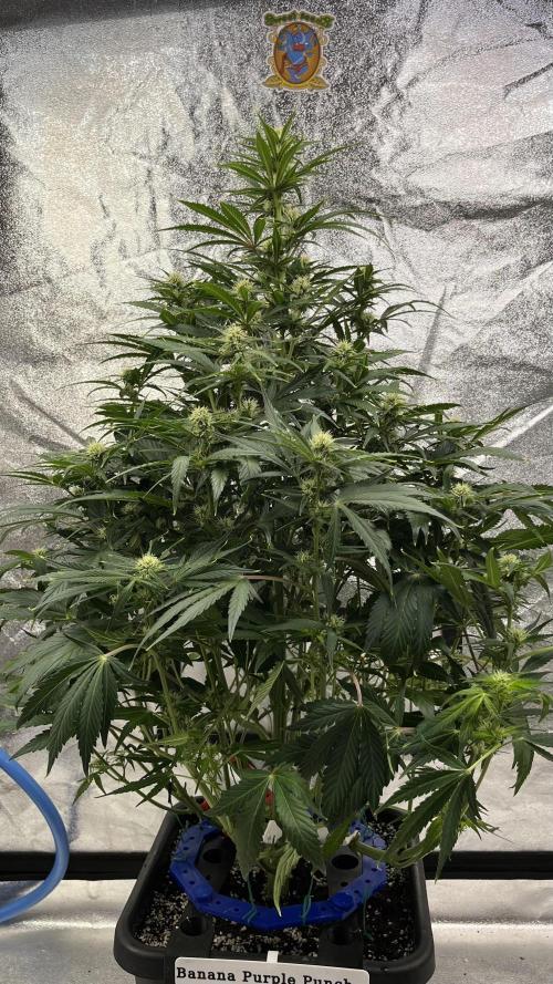 Six-Pack Autos: The Multi-Strain Run. Week 9