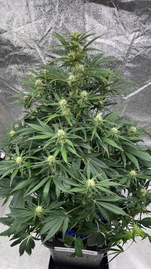 Six-Pack Autos: The Multi-Strain Run. Week 9