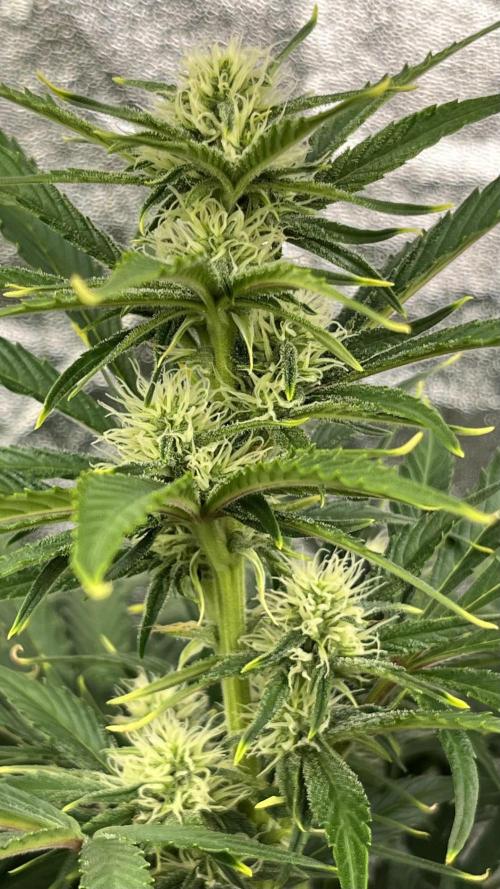 Six-Pack Autos: The Multi-Strain Run. Week 9