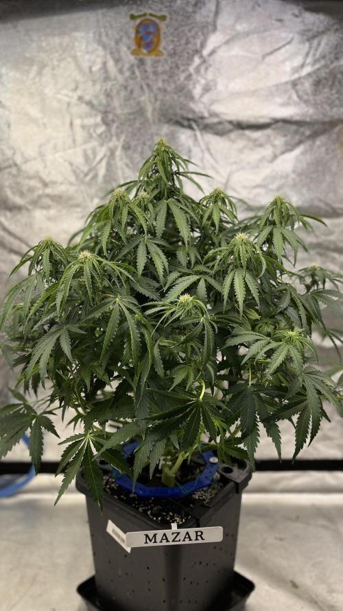 Six-Pack Autos: The Multi-Strain Run. Week 9