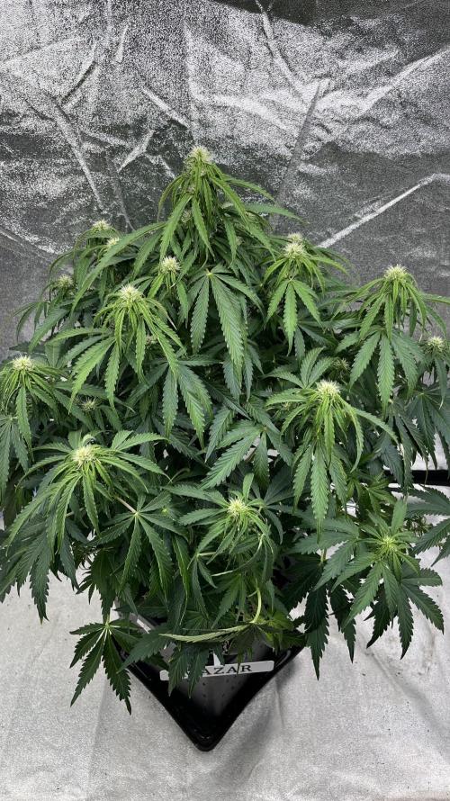 Six-Pack Autos: The Multi-Strain Run. Week 9