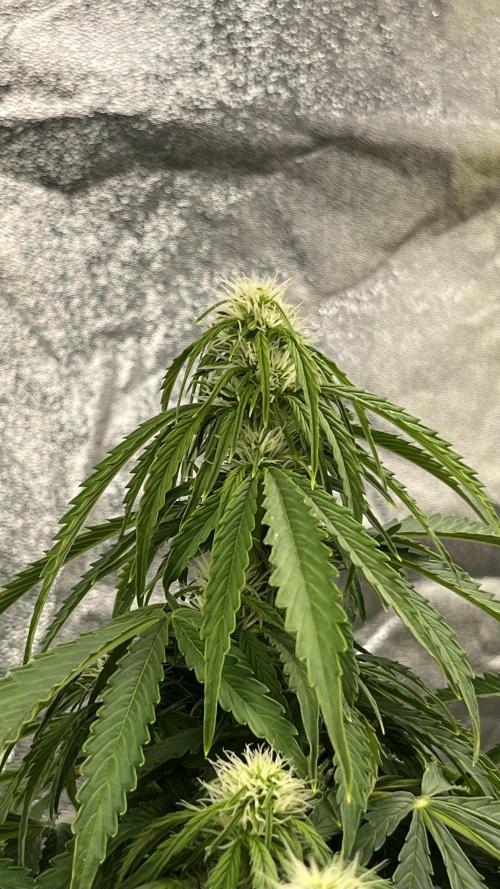 Six-Pack Autos: The Multi-Strain Run. Week 9