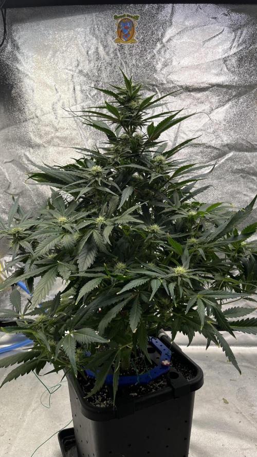 Six-Pack Autos: The Multi-Strain Run. Week 9