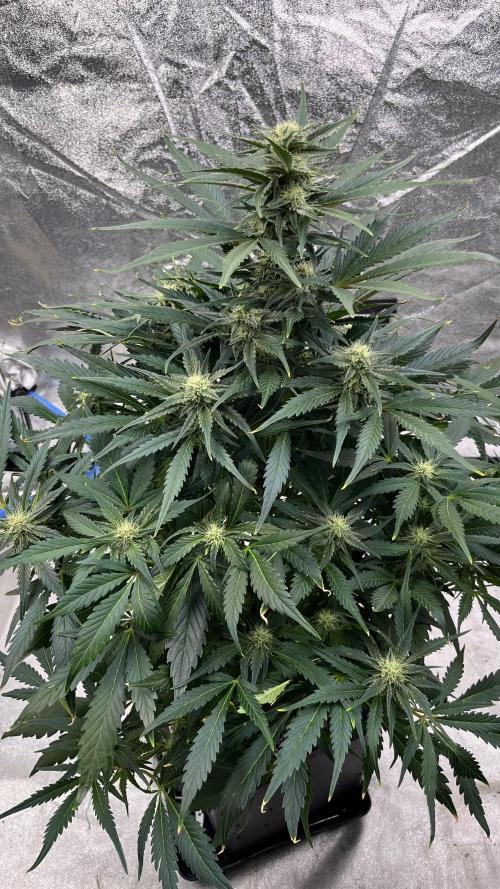 Six-Pack Autos: The Multi-Strain Run. Week 9