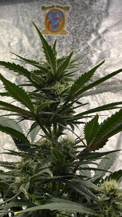 Six-Pack Autos: The Multi-Strain Run. Week 9
