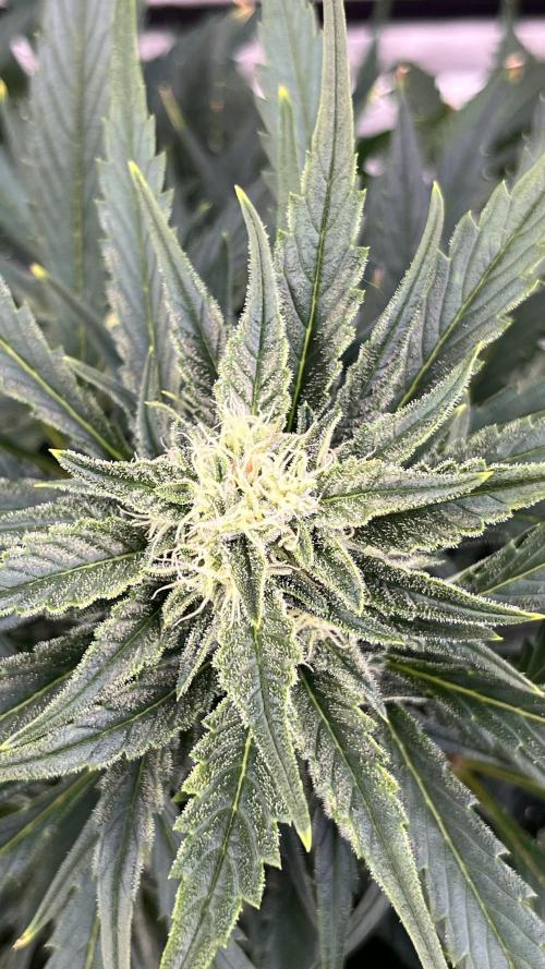 Six-Pack Autos: The Multi-Strain Run. Week 9