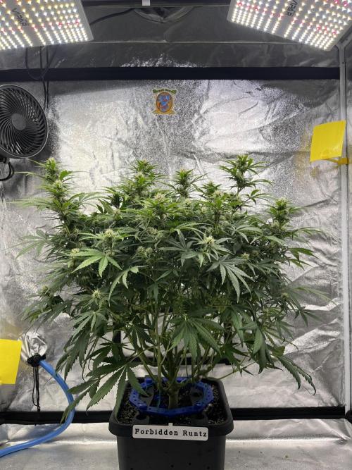 Six-Pack Autos: The Multi-Strain Run. Week 9