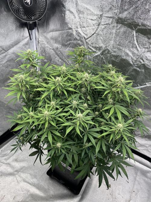 Six-Pack Autos: The Multi-Strain Run. Week 9