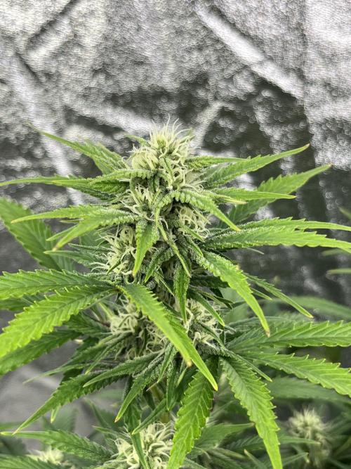 Six-Pack Autos: The Multi-Strain Run. Week 9