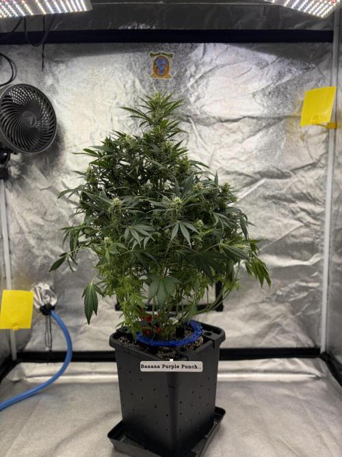 Six-Pack Autos: The Multi-Strain Run. Week 10